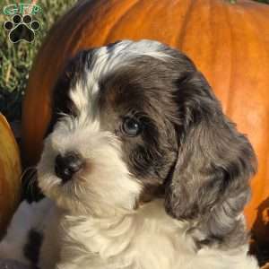 Dune, Cavapoo Puppy