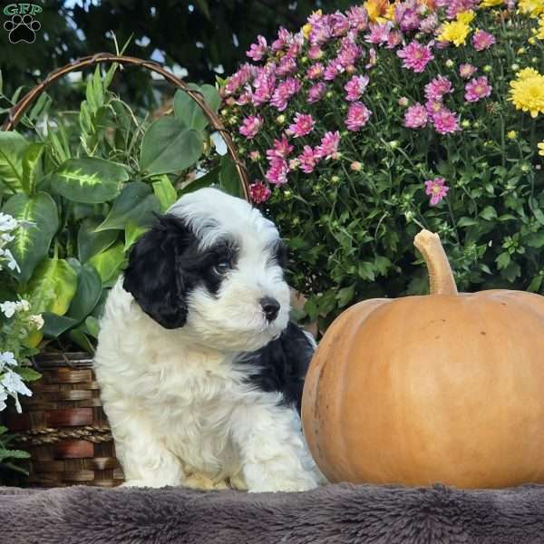 Reef, Cavapoo Puppy