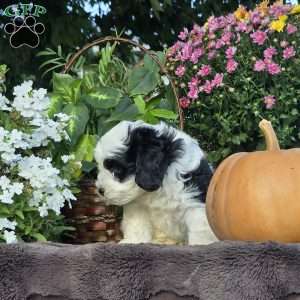Reef, Cavapoo Puppy