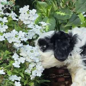 Reef, Cavapoo Puppy