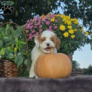 Sunny, Cavapoo Puppy