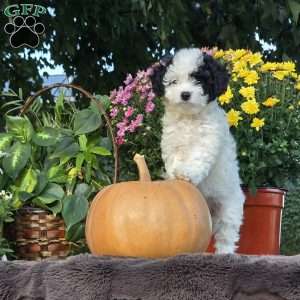 Coral, Cavapoo Puppy