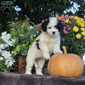 Coral, Cavapoo Puppy
