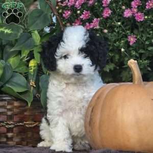 Coral, Cavapoo Puppy