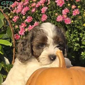 Dune, Cavapoo Puppy