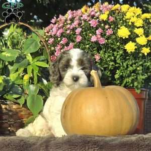 Dune, Cavapoo Puppy