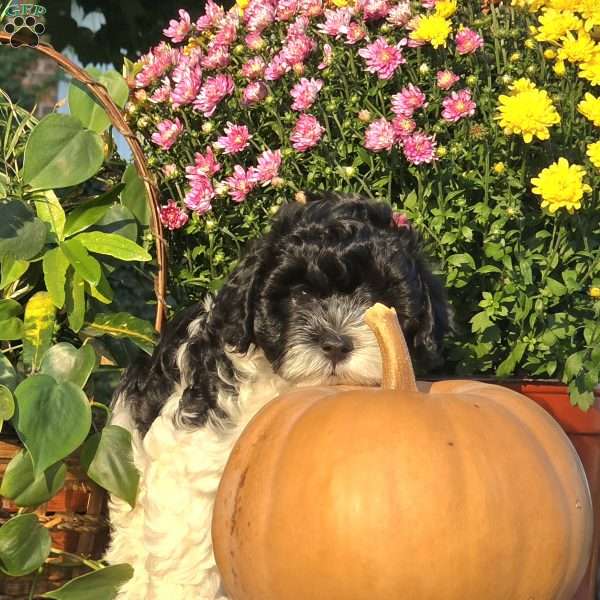 Seal, Cavapoo Puppy
