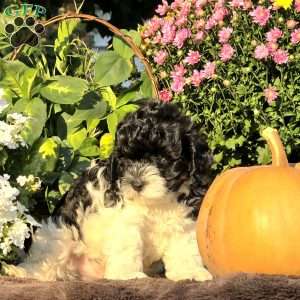 Seal, Cavapoo Puppy