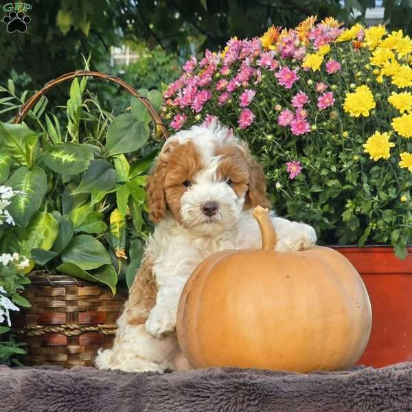 Sunny, Cavapoo Puppy
