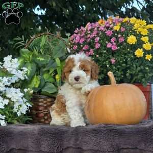 Sunny, Cavapoo Puppy