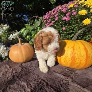 Sunny, Cavapoo Puppy