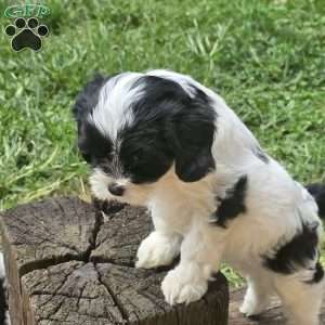 Splash, Cavapoo Puppy