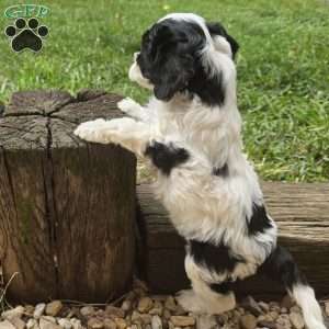 Splash, Cavapoo Puppy