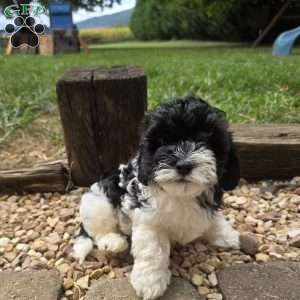 Seal, Cavapoo Puppy
