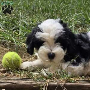 Reef, Cavapoo Puppy