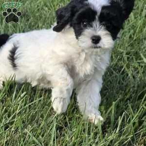 Splash, Cavapoo Puppy