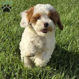 Sandy, Cavapoo Puppy