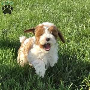 Sunny, Cavapoo Puppy