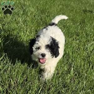 Coral, Cavapoo Puppy