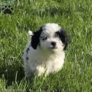 Coral, Cavapoo Puppy