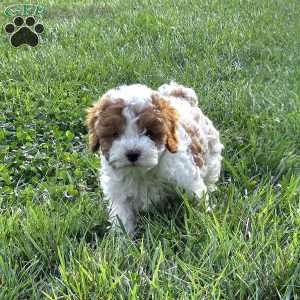 Sunny, Cavapoo Puppy