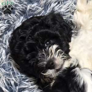 Seal, Cavapoo Puppy