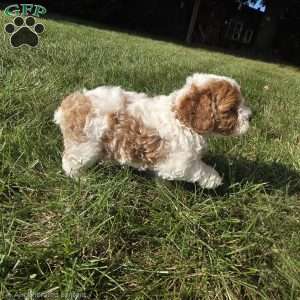 Sunny, Cavapoo Puppy