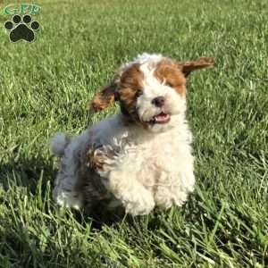 Sunny, Cavapoo Puppy
