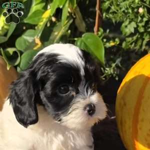 Splash, Cavapoo Puppy