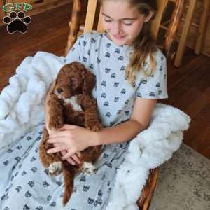 Blaze F1BB, Mini Goldendoodle Puppy