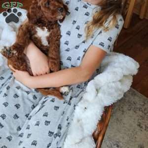 Blaze F1BB, Mini Goldendoodle Puppy