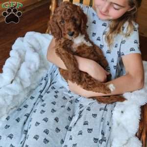 Blaze F1BB, Mini Goldendoodle Puppy