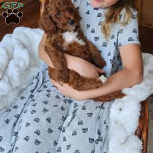 Blaze F1BB, Mini Goldendoodle Puppy