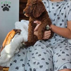 Blaze F1BB, Mini Goldendoodle Puppy