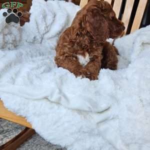 Blaze F1BB, Mini Goldendoodle Puppy