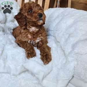 Willow F1BB, Mini Goldendoodle Puppy