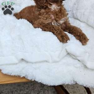 Willow F1BB, Mini Goldendoodle Puppy