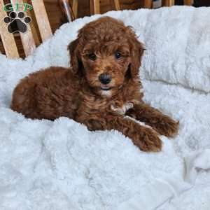 Willow F1BB, Mini Goldendoodle Puppy