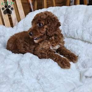 Willow F1BB, Mini Goldendoodle Puppy