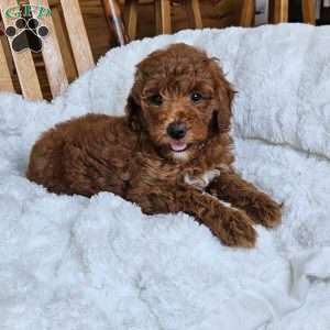 Willow F1BB, Mini Goldendoodle Puppy
