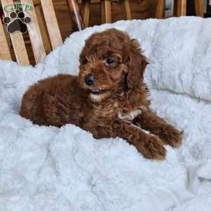 Willow F1BB, Mini Goldendoodle Puppy