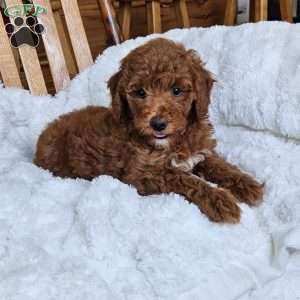 Willow F1BB, Mini Goldendoodle Puppy