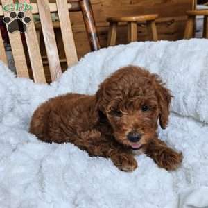 Willow F1BB, Mini Goldendoodle Puppy