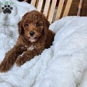 Willow F1BB, Mini Goldendoodle Puppy