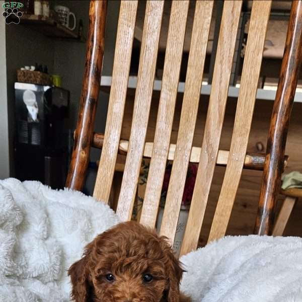 Willow F1BB, Mini Goldendoodle Puppy