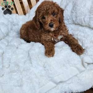 Willow F1BB, Mini Goldendoodle Puppy