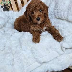 Willow F1BB, Mini Goldendoodle Puppy