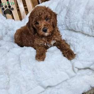 Willow F1BB, Mini Goldendoodle Puppy