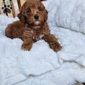 Willow F1BB, Mini Goldendoodle Puppy