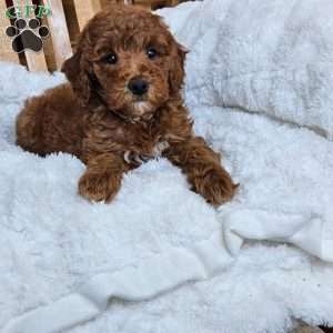 Willow F1BB, Mini Goldendoodle Puppy